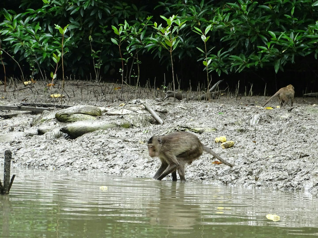 Klong Kone Mangrove Forest-夜功必去景点
