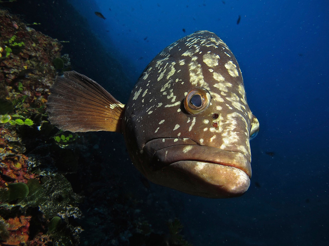 Diving In Elba Portoferraio景点图片