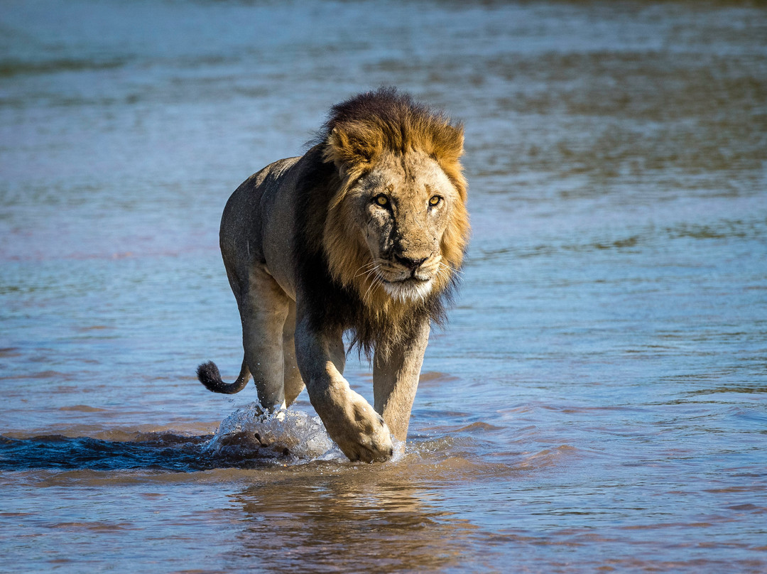Absolute Zambia Safaris-卢萨卡必去景点