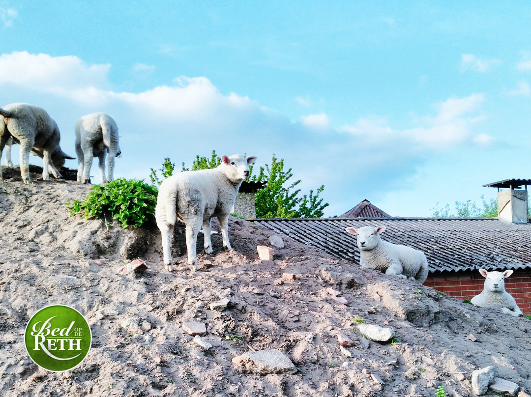 Bed op de Reth主图