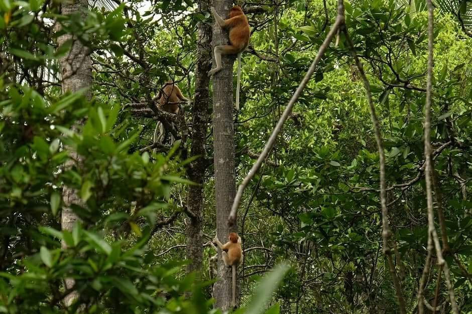 Pulau Selirong Forest Recreation Park景点图片