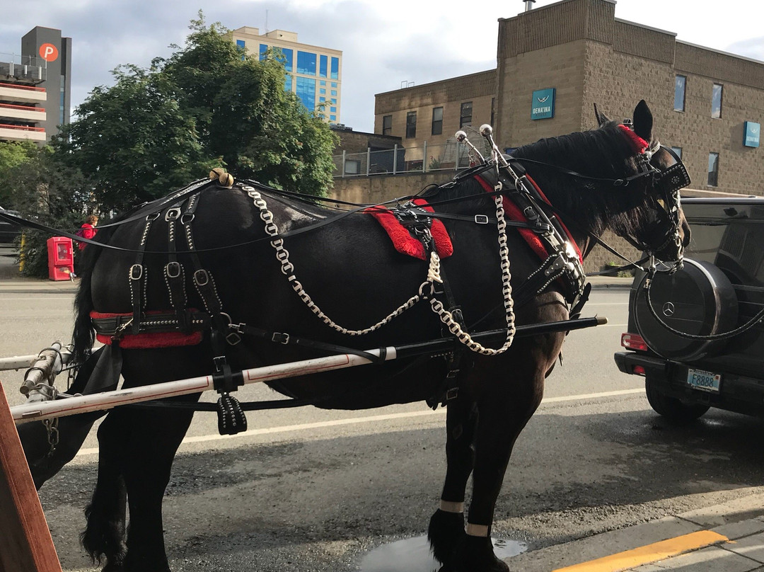 Horse Drawn Carriage Co., LLC景点图片