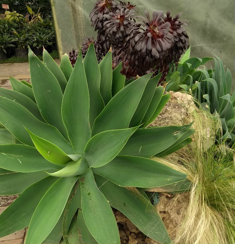 Vivero Crisalide景点图片