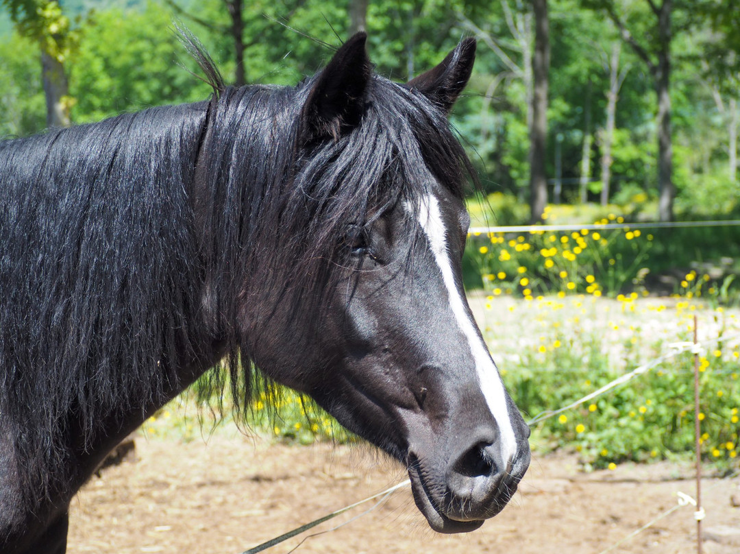 Cheval Rando Equitation-Creysse必去景点