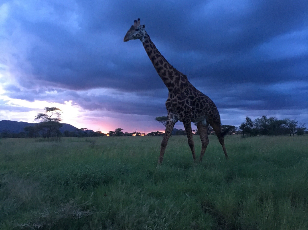 Bencia Africa-恩戈罗恩戈罗保护区必去景点