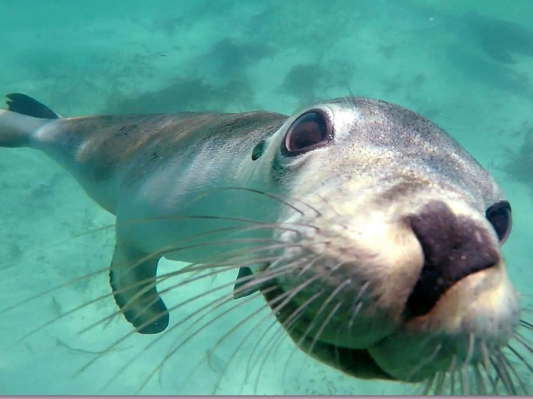 Jurien Bay Oceanic Experience-朱里恩湾必去景点