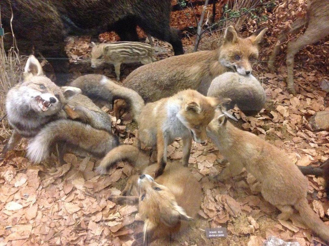 Musee Lecoq Natural History Museum景点图片
