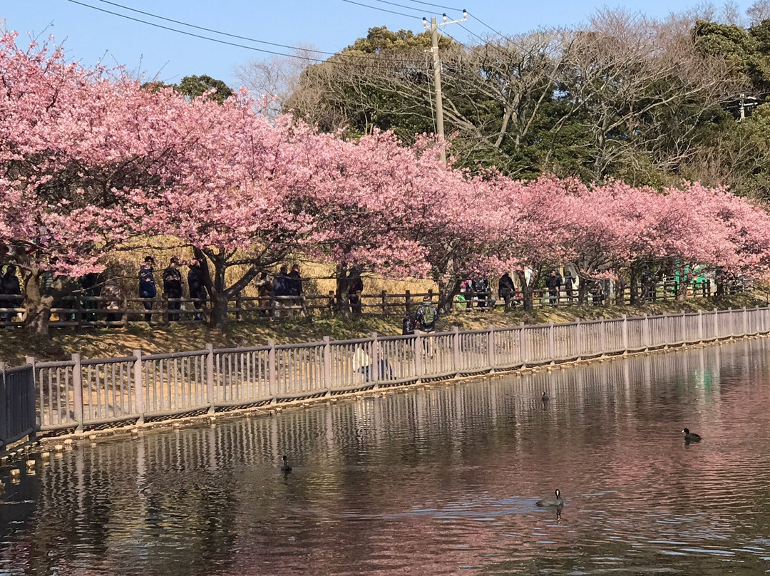 Komatsugaike Park-三浦市必去景点