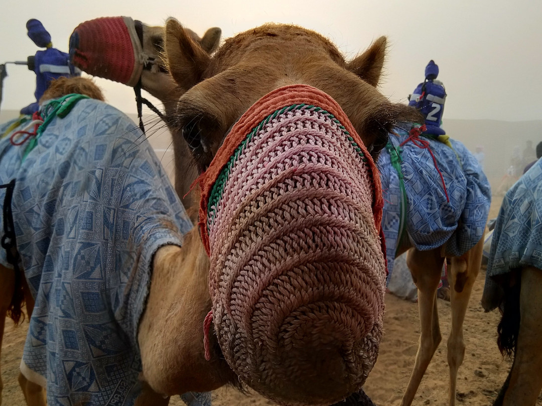 Al Sawan Camel Track-哈伊马角必去景点