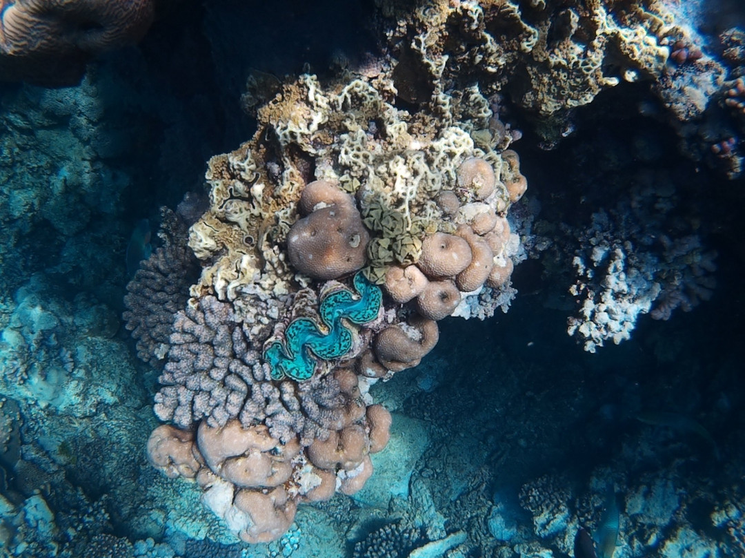 Desert Sea Divers-吉达必去景点