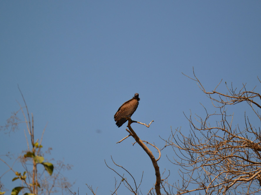 Abuko Nature Reserve景点图片