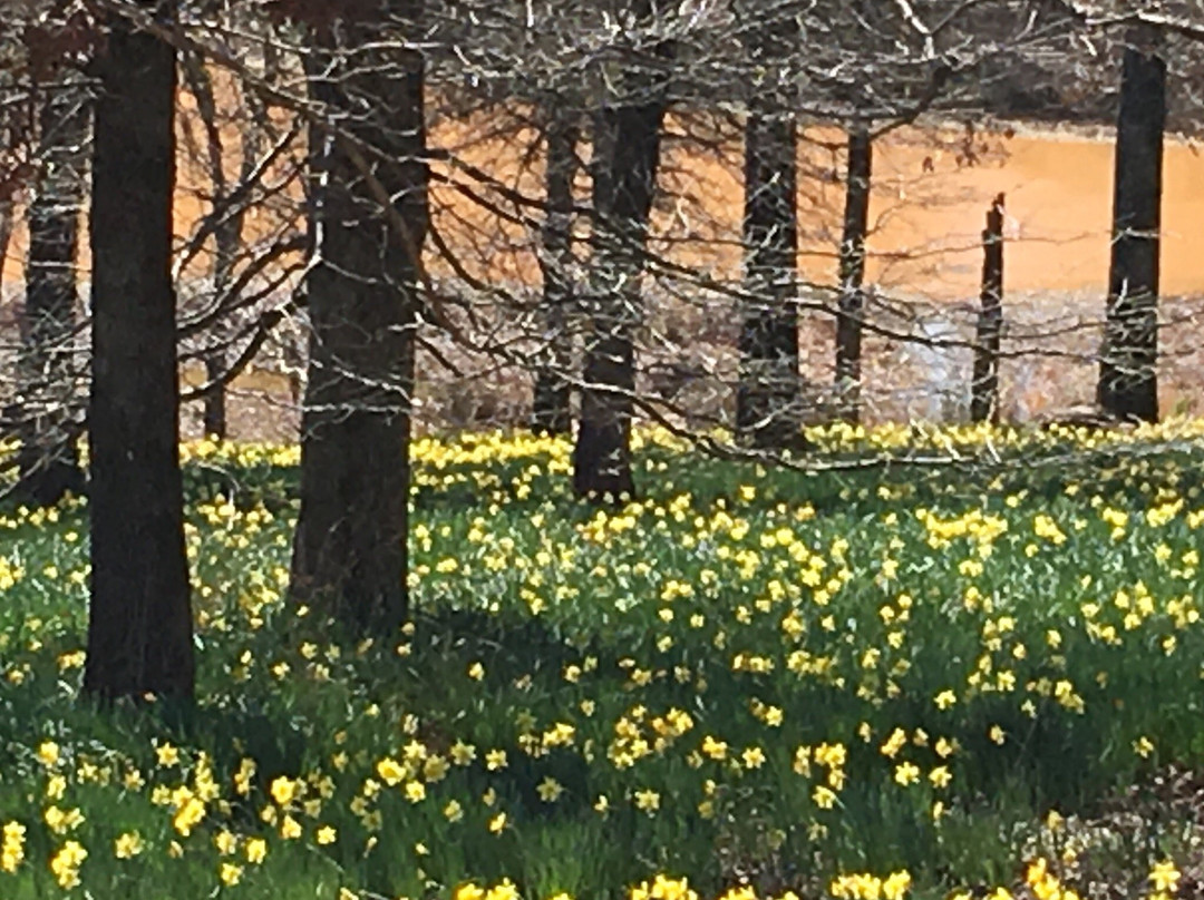 Mrs. Lee's Daffodil Garden-Gladewater必去景点