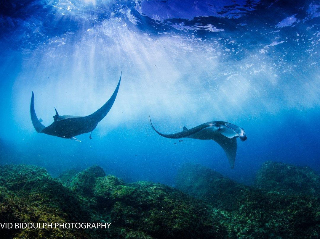 Manta Lodge & Scuba Centre景点图片