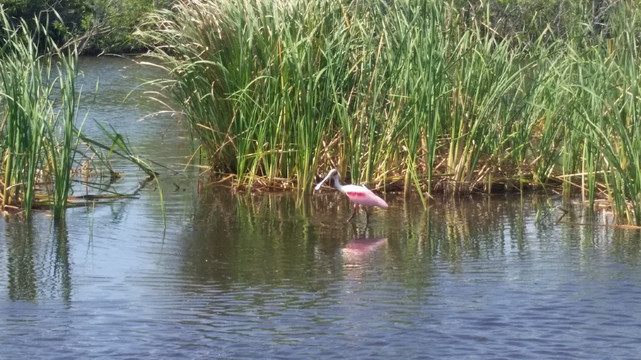 Parkland Airboat Rides-Parkland必去景点