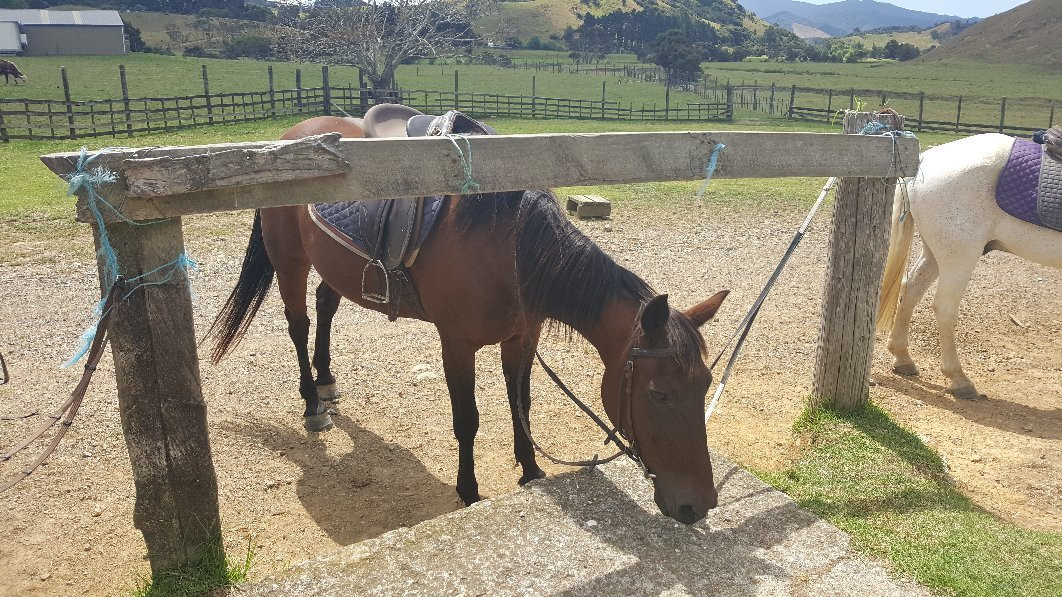 Colville Farm Holidays Horse Trekking-科罗曼德必去景点