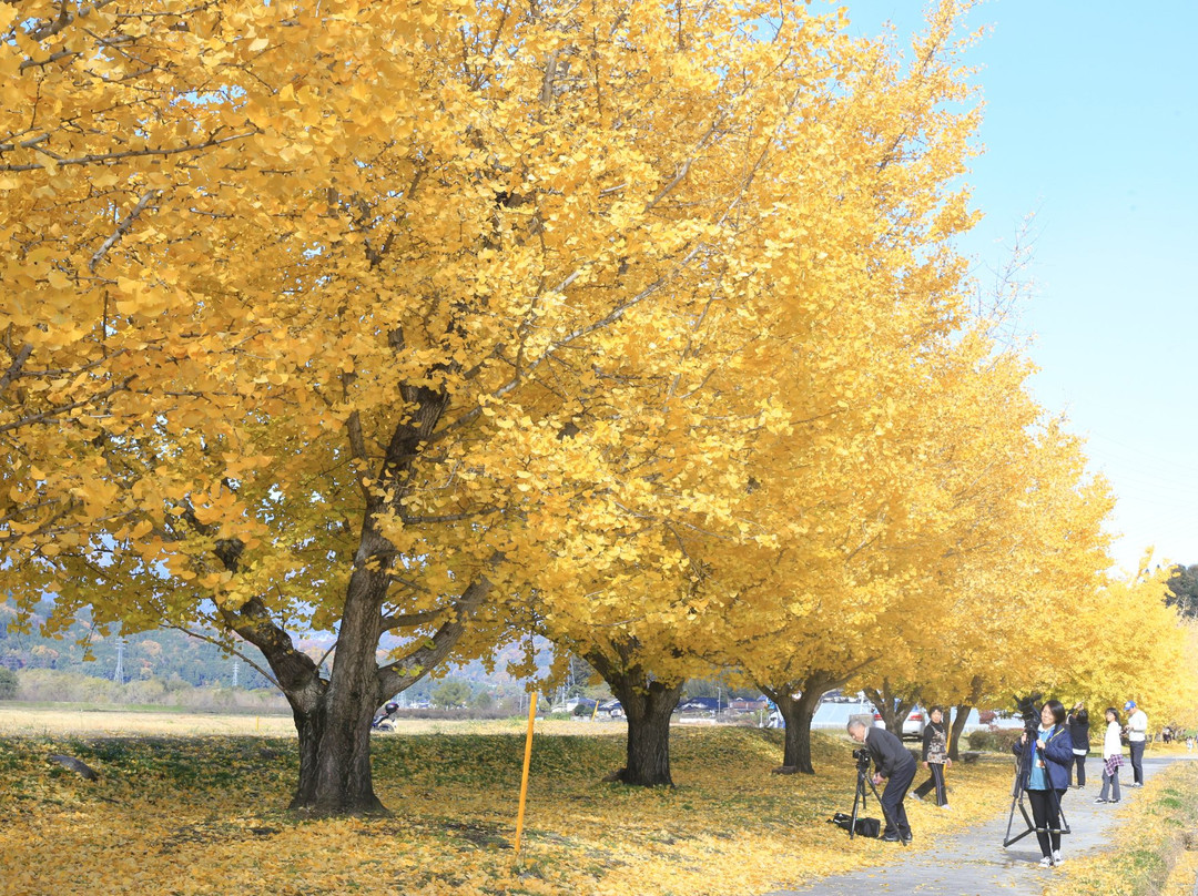 Toba no Ginnan Namiki-中川村必去景点