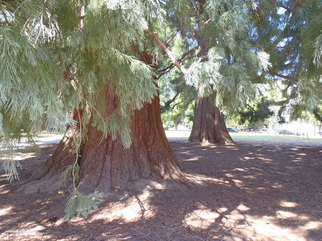 Willamette University-塞勒姆必去景点