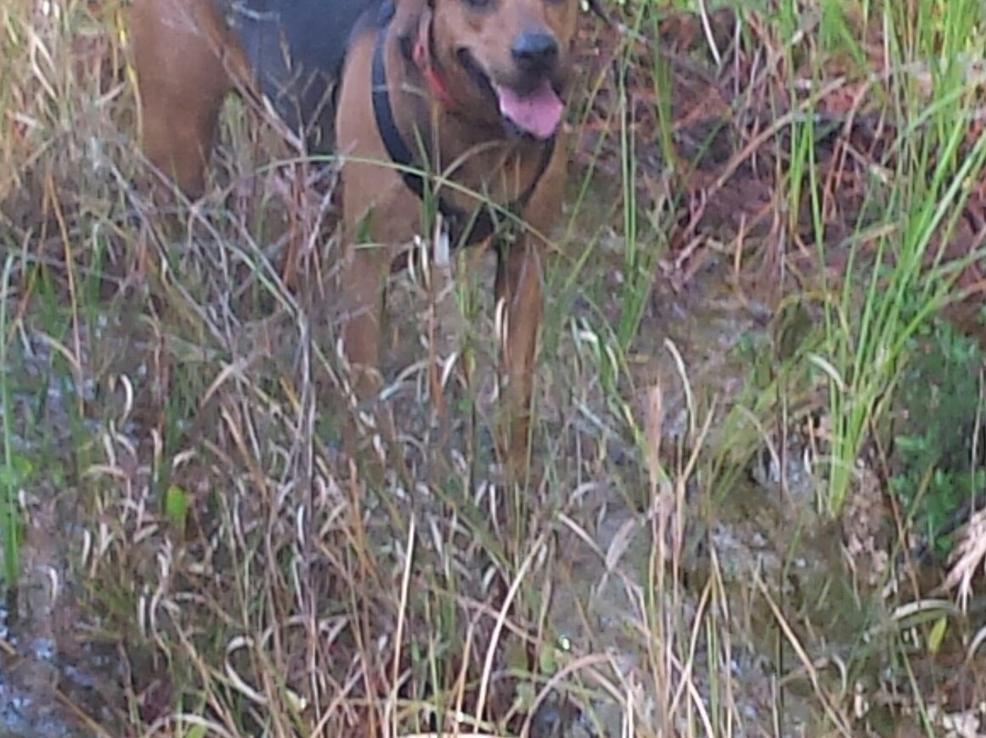 Osceola National Forest-Sanderson必去景点