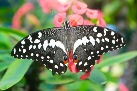 Mombasa Butterfly House-蒙巴萨必去景点
