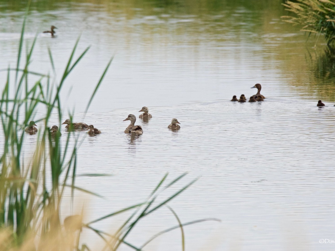 Camas National Wildlife Refuge景点图片