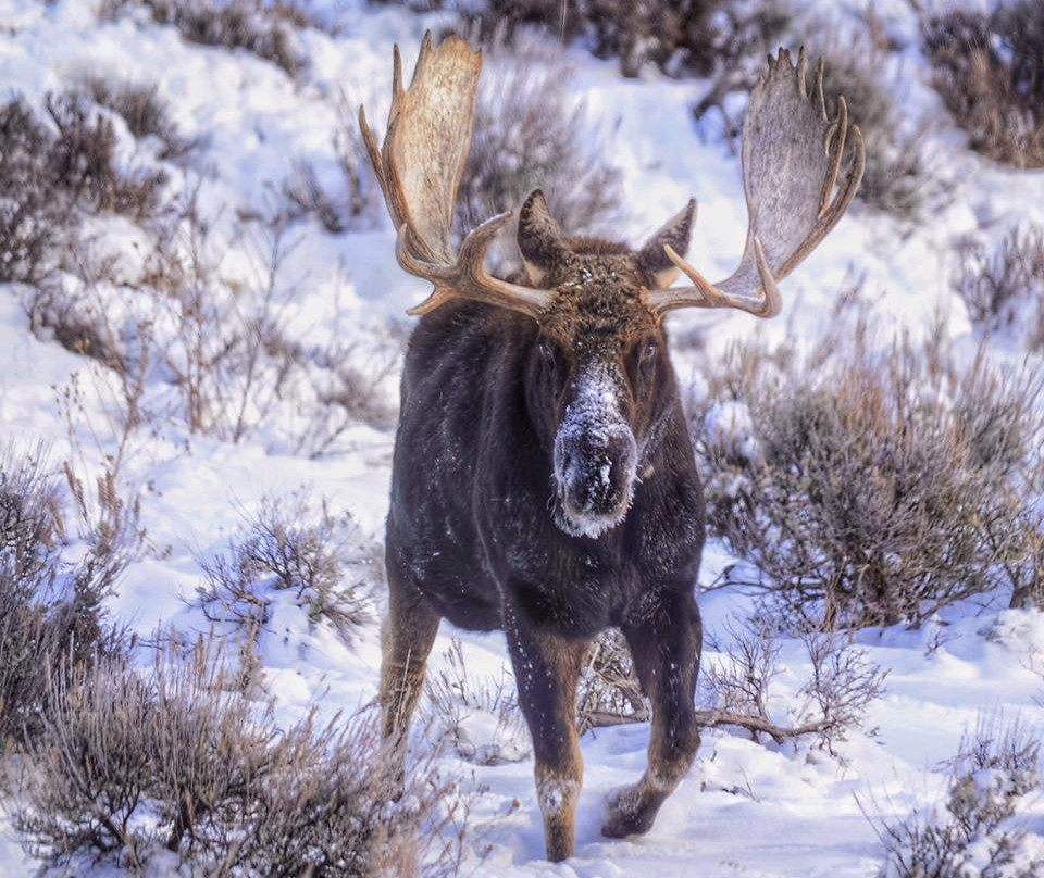 BrushBuck Wildlife Tours-杰克逊必去景点