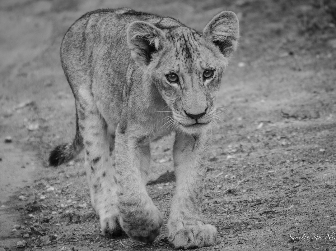 null-Klaserie Private Game Reserve