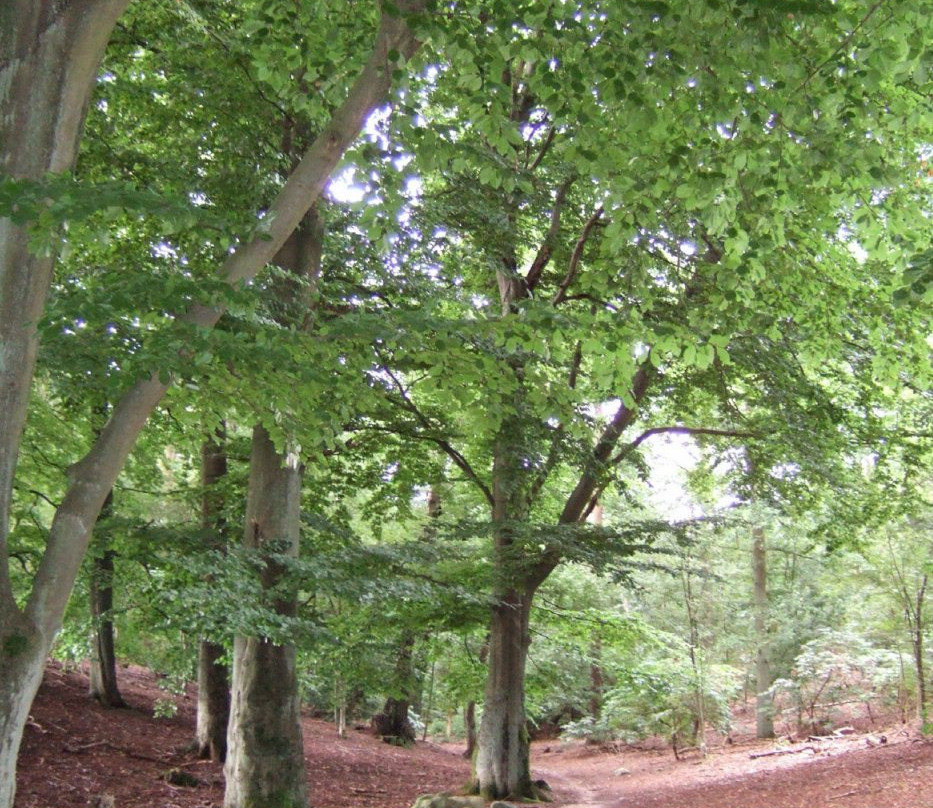 Ättekulla Naturreservat-赫尔辛堡必去景点