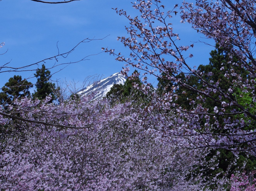 Kamegajo Park景点图片