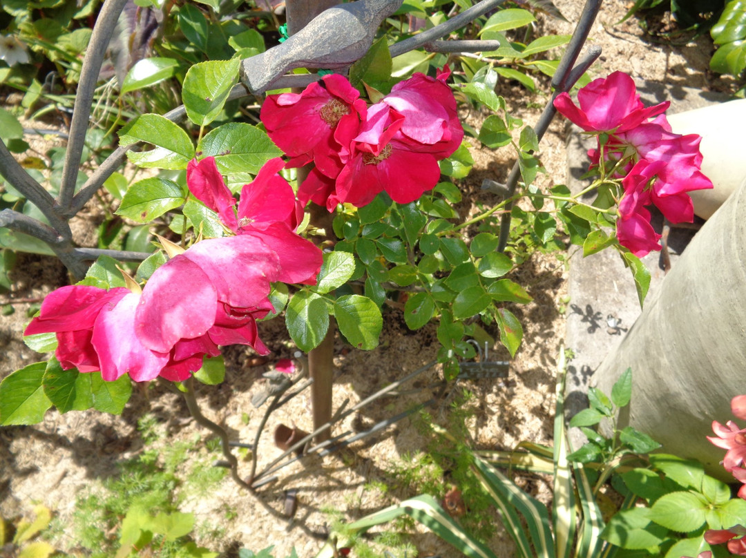 Le Jardin Le Clos Fleuri景点图片