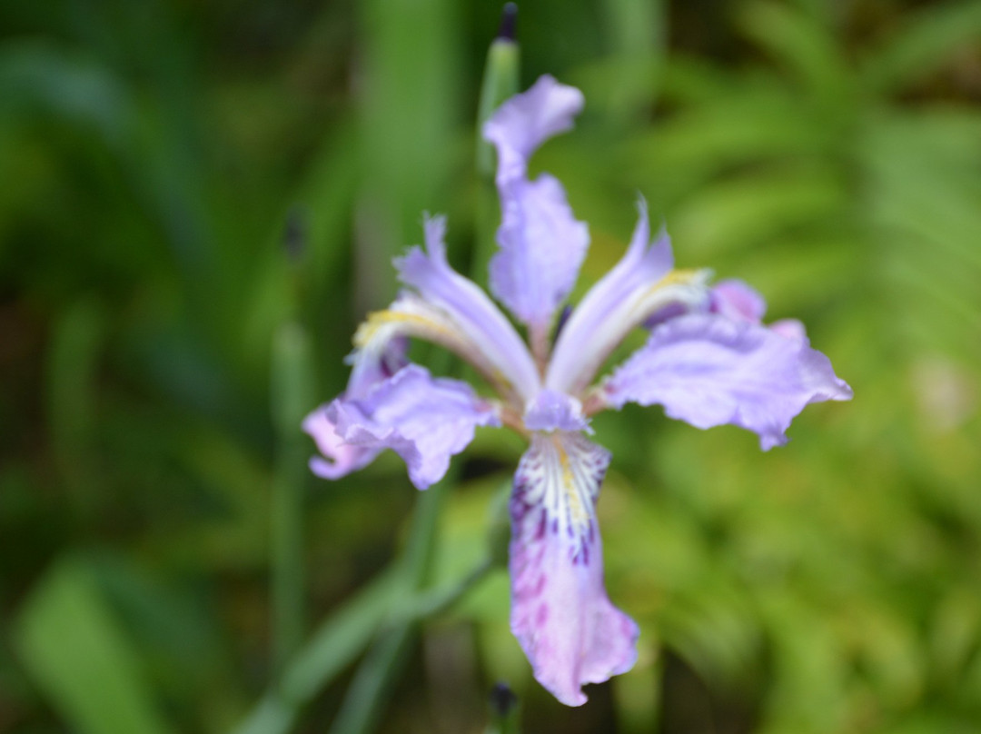 Soul Mountain Expeditions-西姆拉必去景点