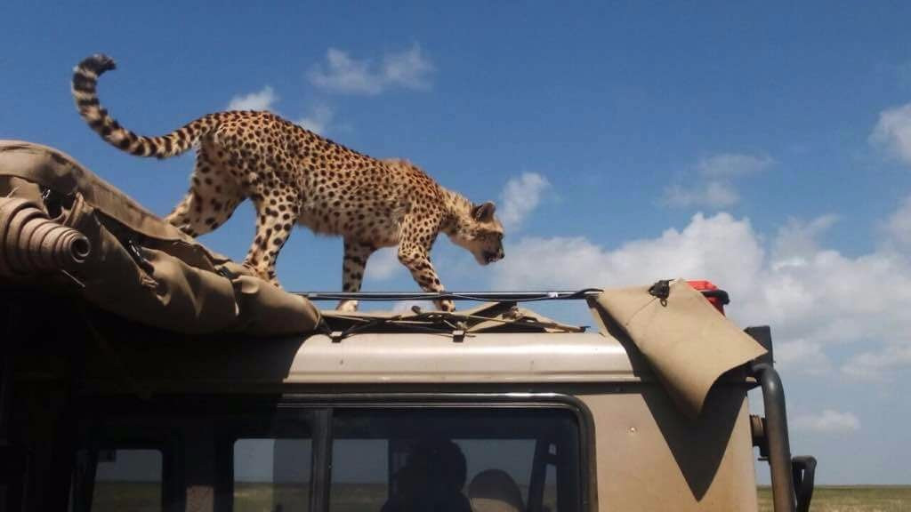 Maasai Legend Safaris