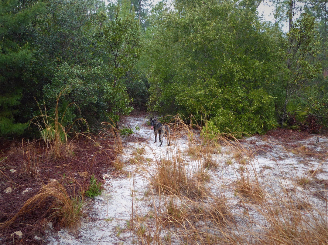 Pine Forest Park-Eustis必去景点