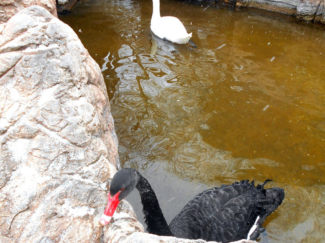 Park Rodnik Zoo-Pyatigorsk必去景点