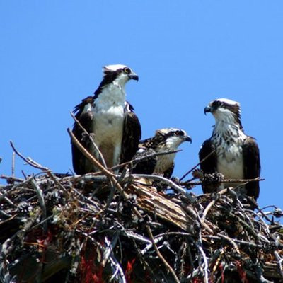 Fish Eagle Wildlife Tours景点图片