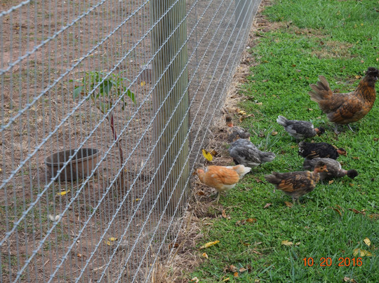 Thunder River Alpacas-Dillsburg必去景点