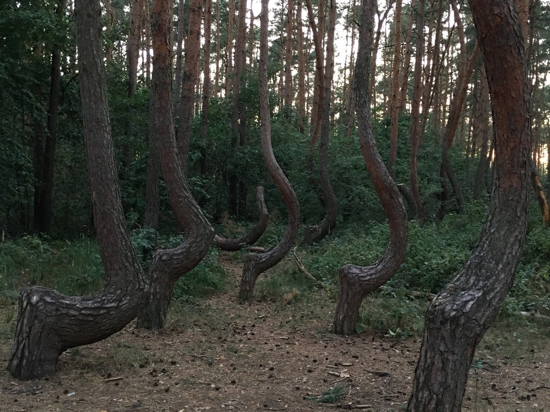 Krzywy Las-Nowe Czarnowo必去景点