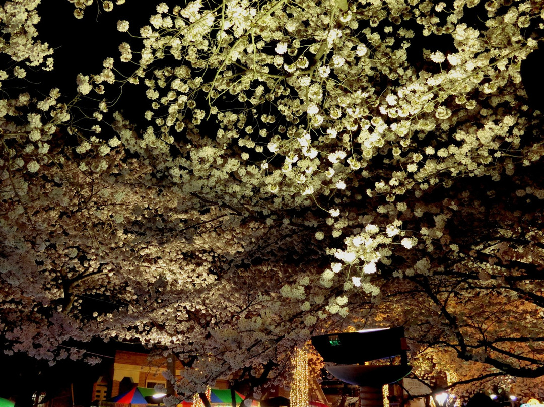 Yeojwacheon Romance Bridge-昌原市必去景点