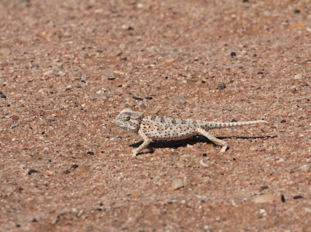 Dorob National Park-Gobabeb必去景点