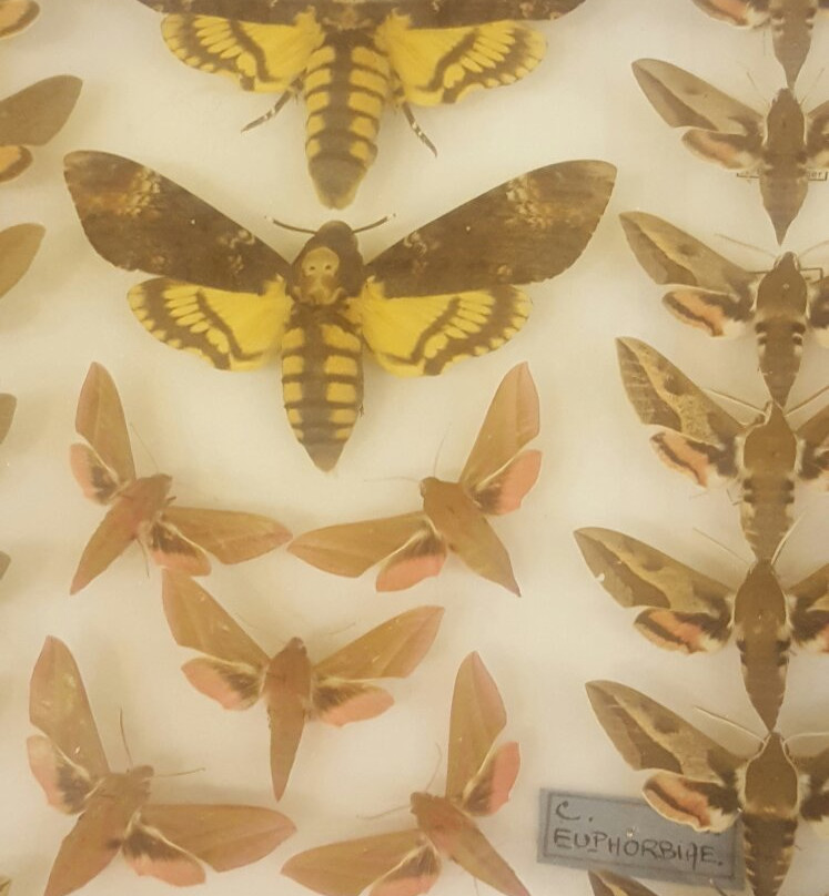 Musee d'Histoire Naturelle de Chambery景点图片