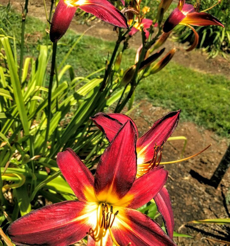 Amador Flower Farm景点图片