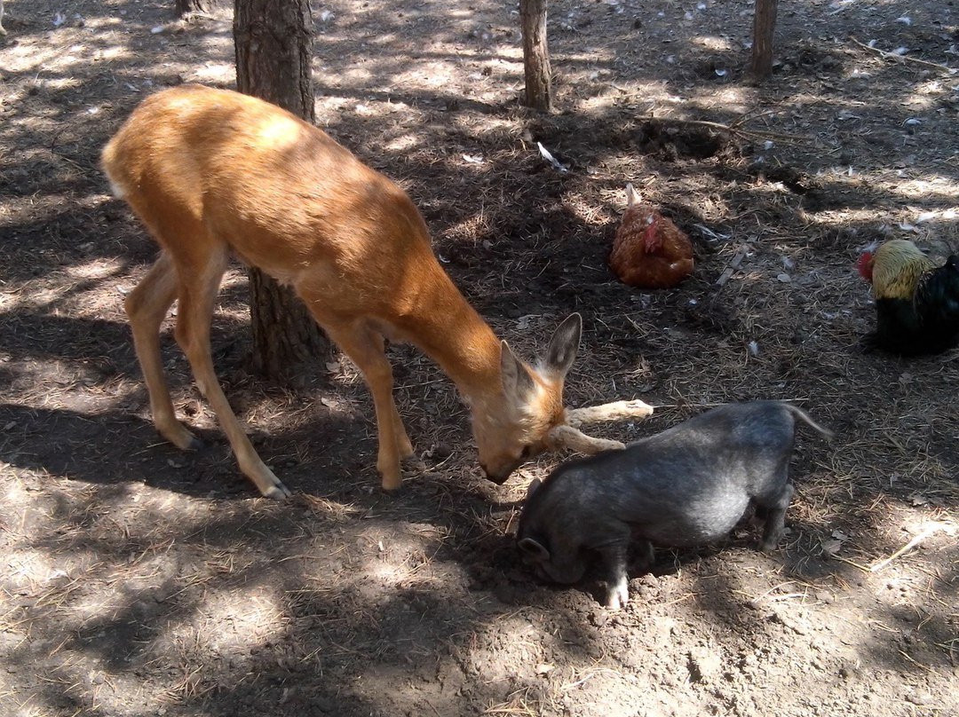 Ostrich Farm-Kurgan必去景点