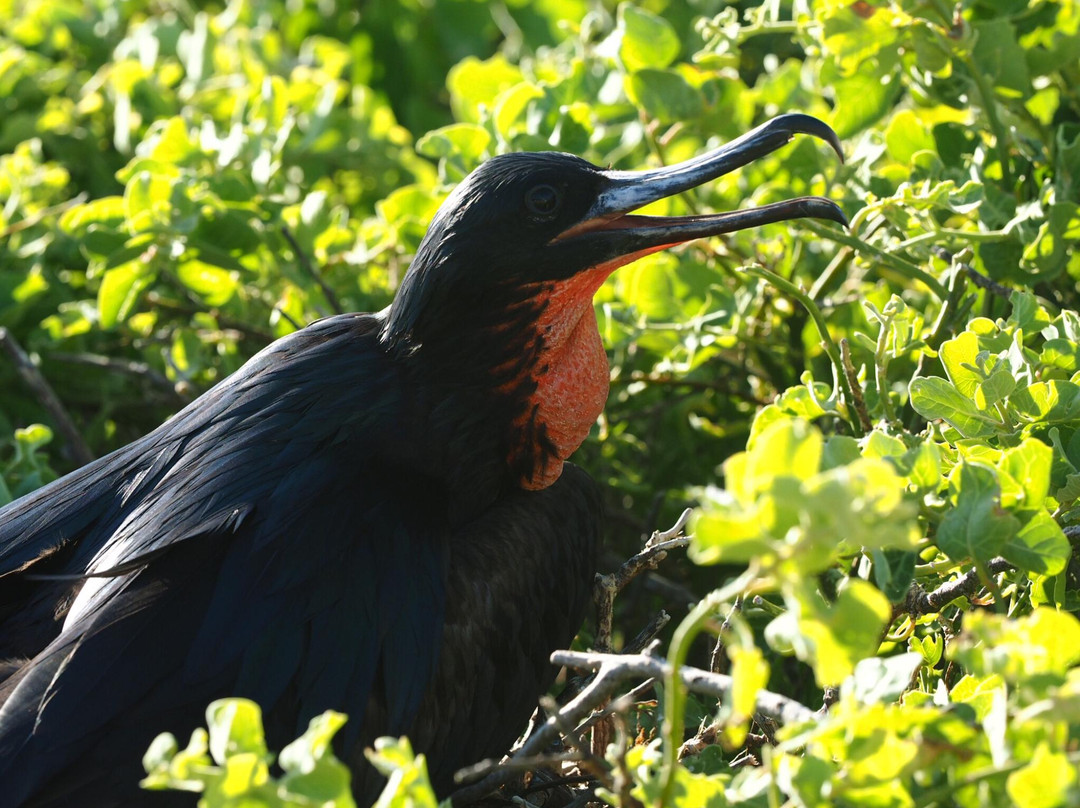 Darwin Trail-Genovesa必去景点