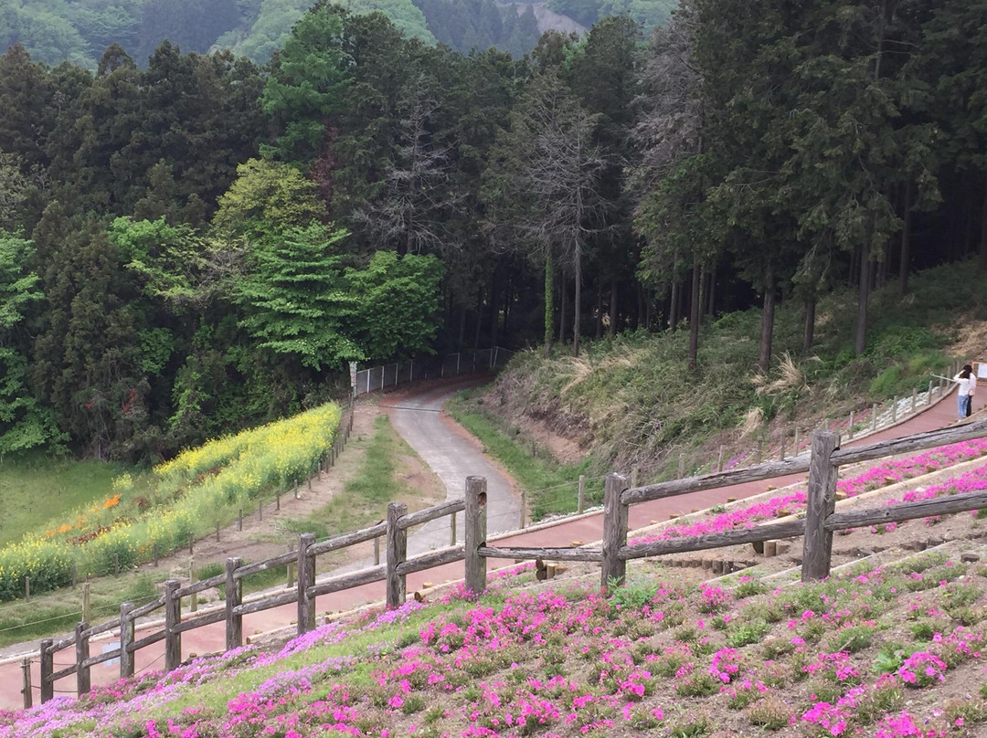 Misato moss phlox Park-高崎市必去景点