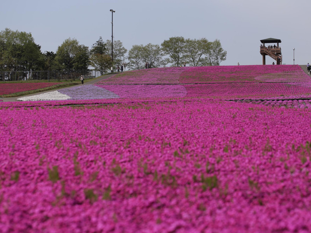 Shibazakura Matsuri-市贝町必去景点