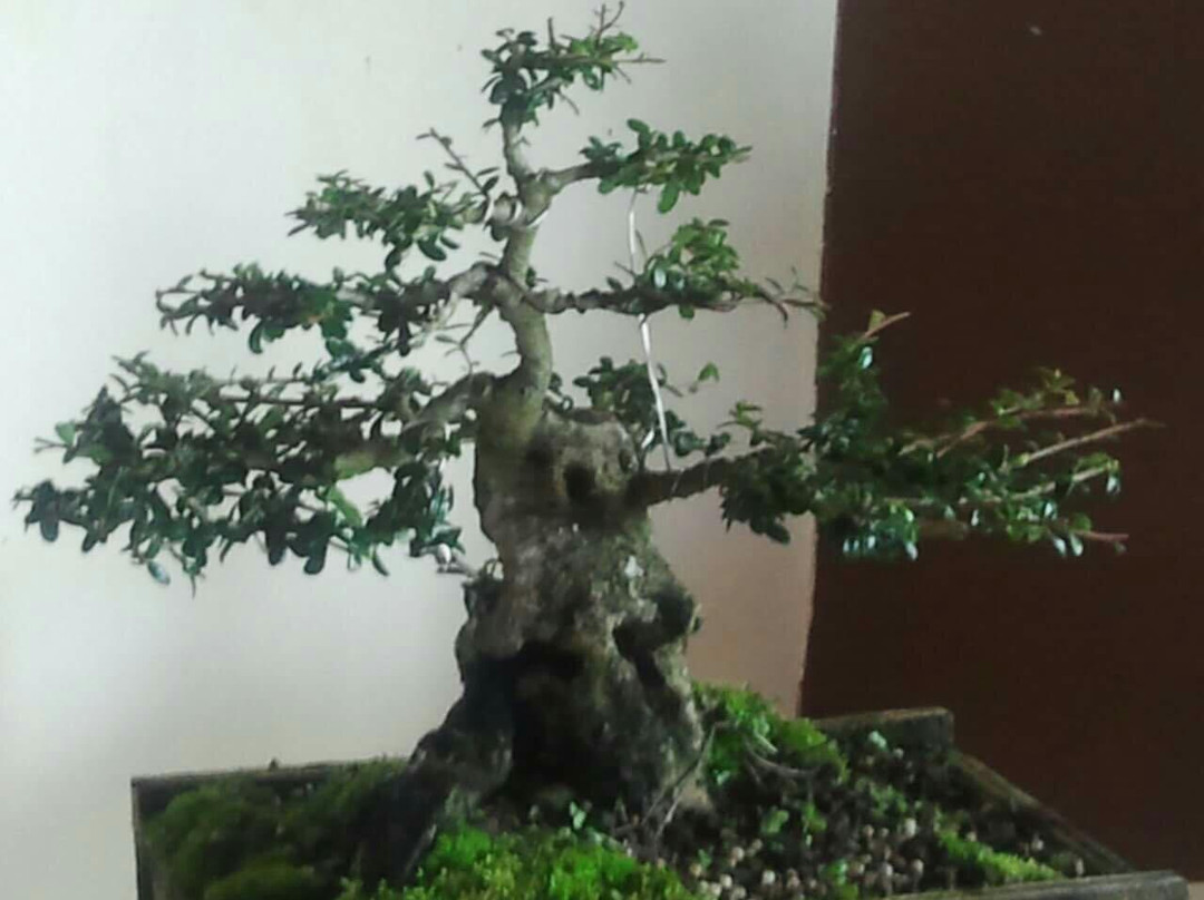 Central Texas Bonsai Exhibit at Jade Gardens-Wimberley必去景点