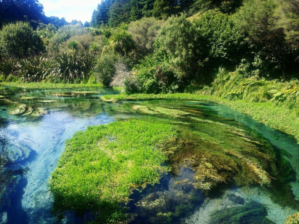 Te Waihou Walkway景点图片