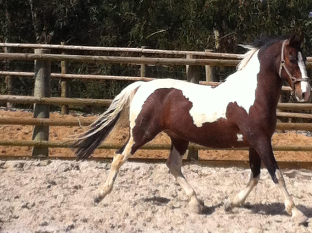 Pódio D'Aventura Equestrian Center景点图片