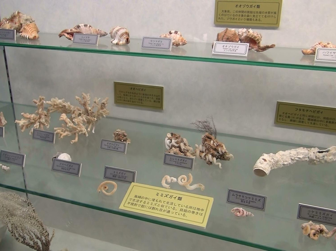 Miyakojima Sea Treasure Museum景点图片