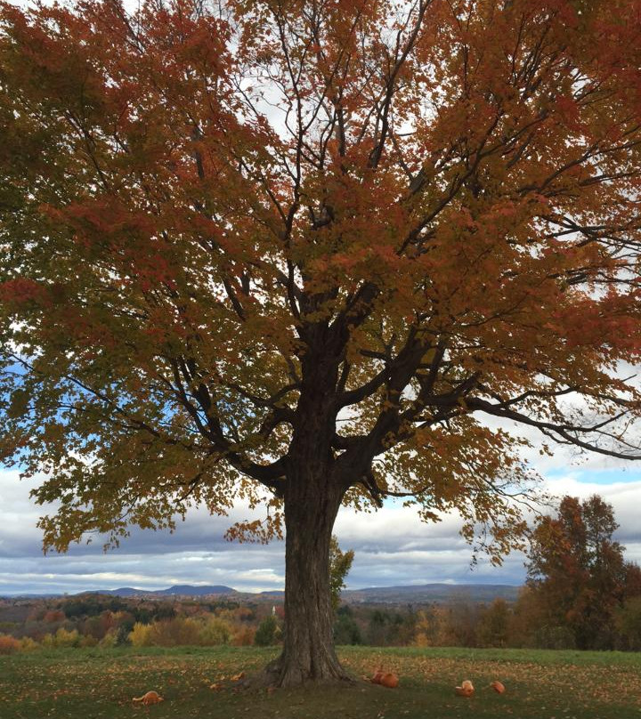 Mount Pollux Conservation Area-艾姆赫斯特必去景点