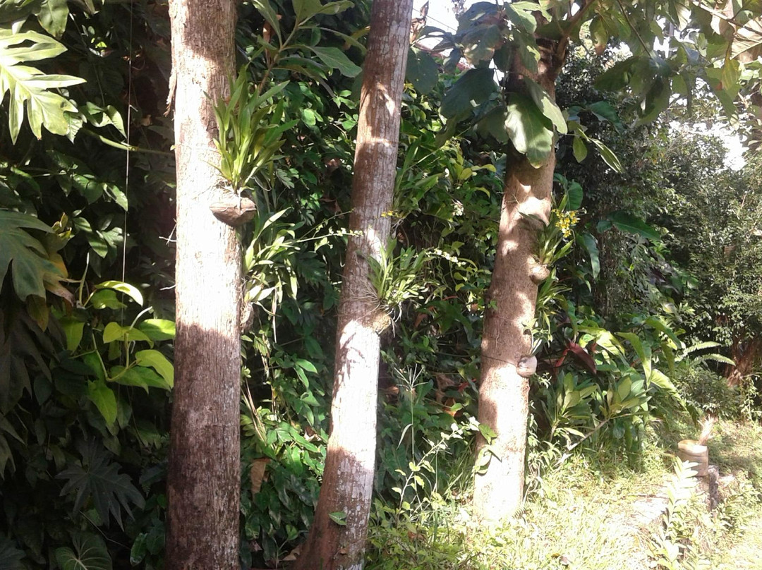 Andumaly Trinity Ayurveda Hospital-科塔亚姆必去景点